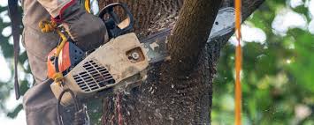Reliable Bridgeport, WA Tree Care Solutions