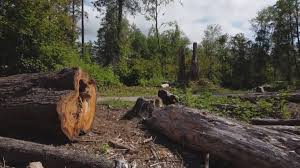 Tree and Shrub Care in Bridgeport, WA
