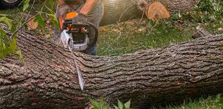 Best Lawn Renovation and Restoration  in Bridgeport, WA