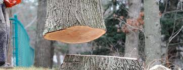 Best Commercial Tree Services  in Bridgeport, WA