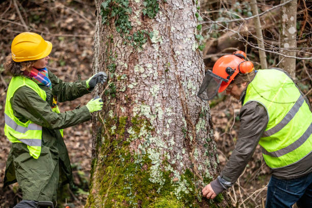 How Our Tree Care Process Works  in  Bridgeport, WA