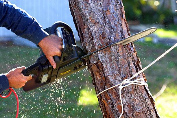 Best Weed Control  in Bridgeport, WA