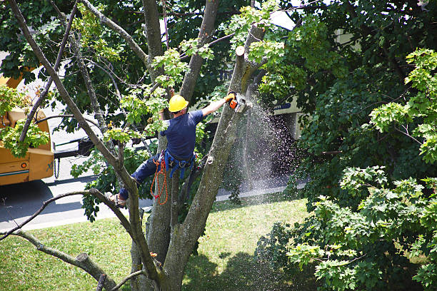 Best Palm Tree Trimming  in Bridgeport, WA