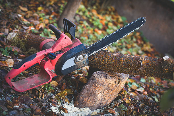 Best Tree Cabling and Bracing  in Bridgeport, WA