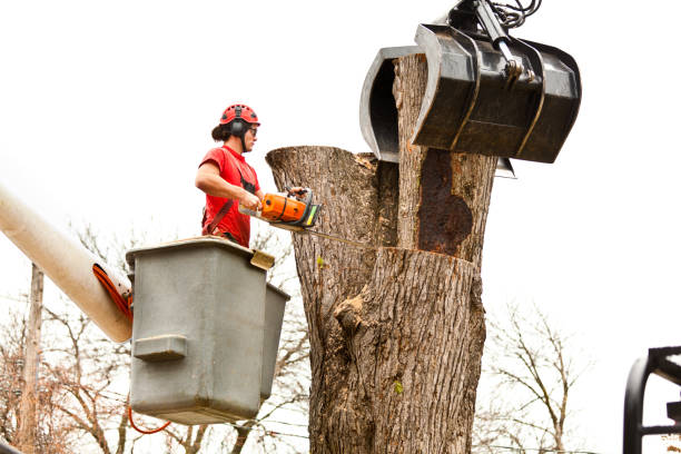 How Our Tree Care Process Works  in  Bridgeport, WA