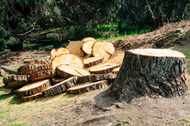 Best Utility Line Clearance  in Bridgeport, WA